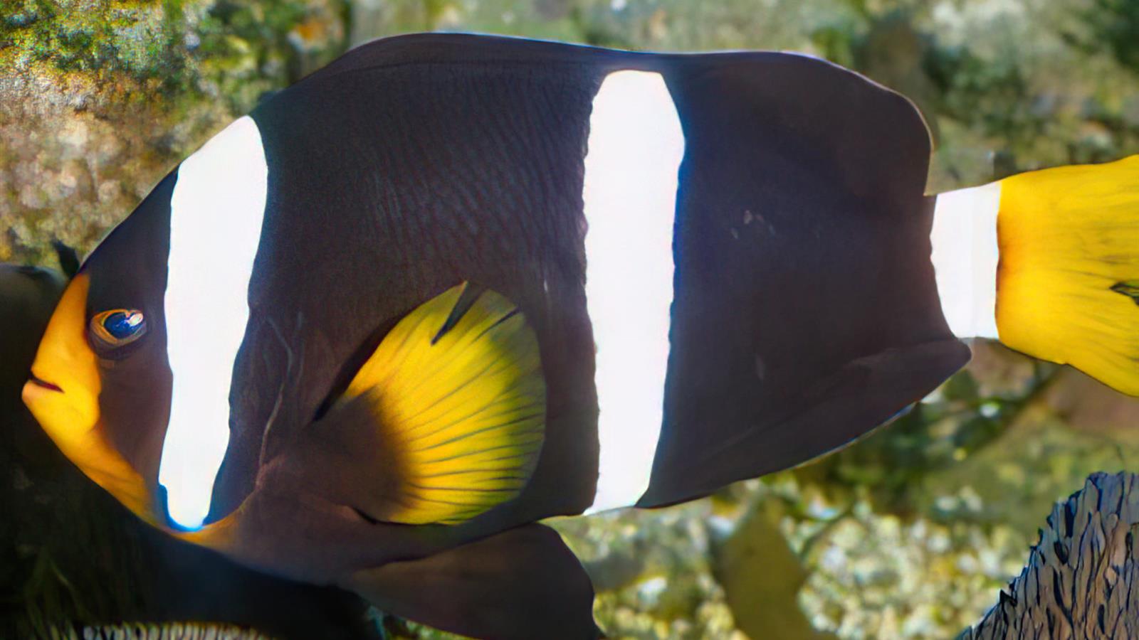 Poisson clown visible à l'Aquarium de La Rochelle - Camping La Siesta | La Faute sur Mer