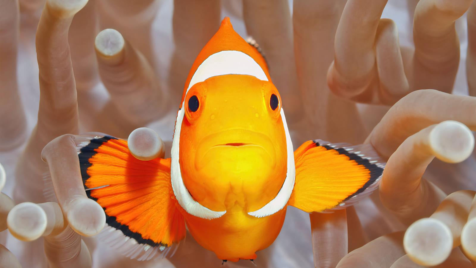 Poisson clown Aquarium de la Rochelle - Camping La Siesta | La Faute sur Mer